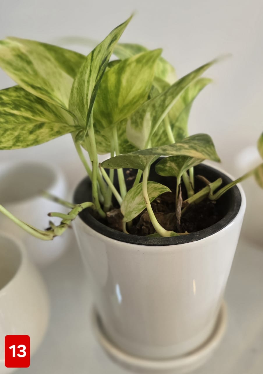 Pothos (Ceramic pot)